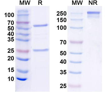 Kv3.2 K+ channel Mouse Monoclonal Antibody
