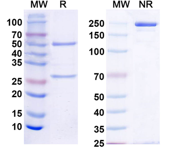 RBM17/SPF45 Mouse Monoclonal Antibody