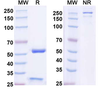 RBM17/SPF45 Mouse Monoclonal Antibody