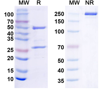 Brevican Mouse Monoclonal Antibody