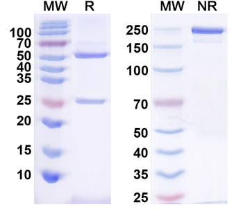 Fig4/Sac3 Mouse Monoclonal Antibody