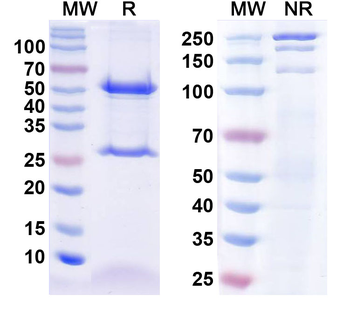 WAVE1/SCAR Mouse Monoclonal Antibody