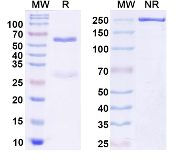 Haspin/GSG2 Mouse Monoclonal Antibody