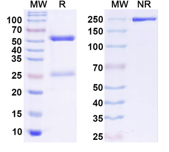 Kv6.4 K+ channel Mouse Monoclonal Antibody