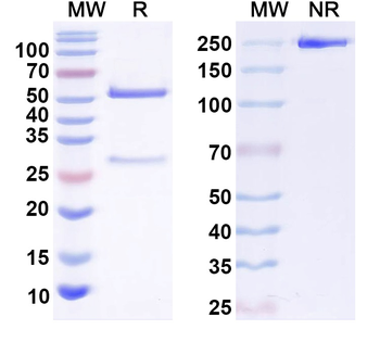 Kv6.4 K+ channel Mouse Monoclonal Antibody