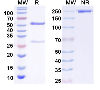 TRPML3/Mucolipin-3 Mouse Monoclonal Antibody