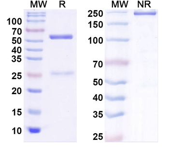 Neuroligin-2 Mouse Monoclonal Antibody
