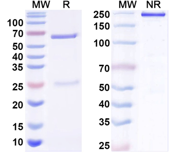 Neuroligin-2 Mouse Monoclonal Antibody