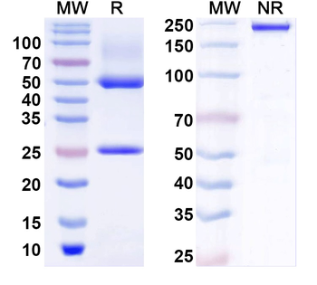 NCKX4 Mouse Monoclonal Antibody