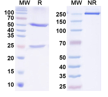 VGlut3 Mouse Monoclonal Antibody