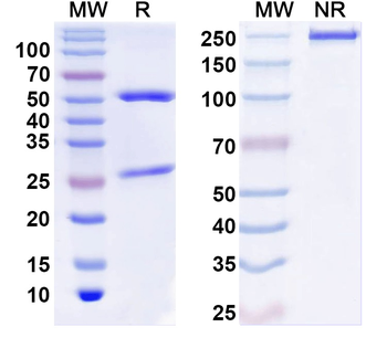 VGlut3 Mouse Monoclonal Antibody
