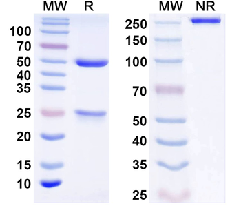 Thorase/Atad1 Mouse Monoclonal Antibody