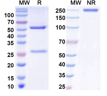 SVOP Mouse Monoclonal Antibody