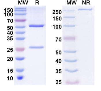 Kirrel3 Mouse Monoclonal Antibody