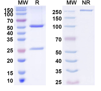 Histone H1.8 Mouse Monoclonal Antibody