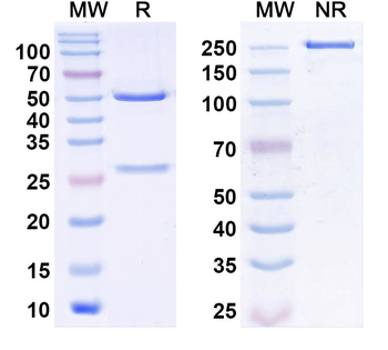 Homer1 Mouse Monoclonal Antibody