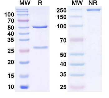 AMIGO-1 Mouse Monoclonal Antibody
