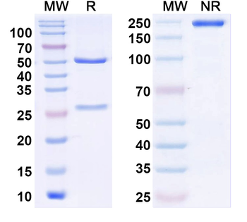 BKbeta4 K+ channel Mouse Monoclonal Antibody