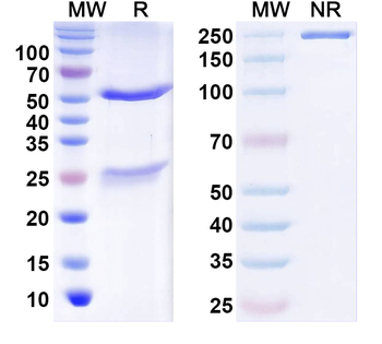 LRRTM4 Mouse Monoclonal Antibody