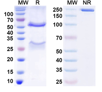 Synaptotagmin-9 Mouse Monoclonal Antibody