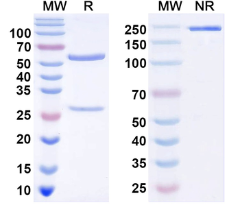 Synaptotagmin-10 Mouse Monoclonal Antibody