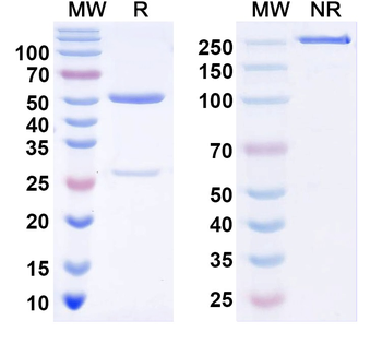 Slo2.1/Slick K+ channel Mouse Monoclonal Antibody