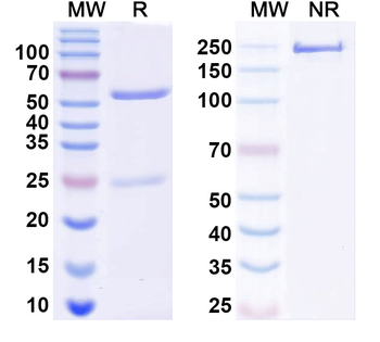 Synaptotagmin-6 Mouse Monoclonal Antibody