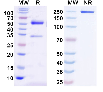SMN2 Mouse Monoclonal Antibody