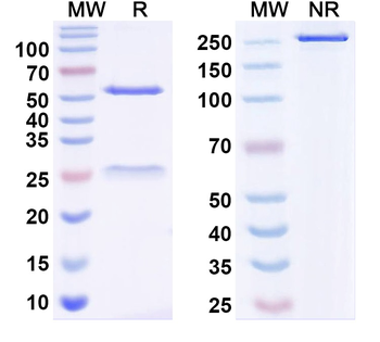 SMN2 Mouse Monoclonal Antibody