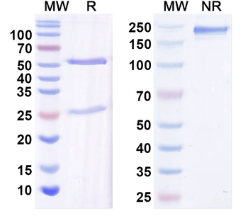 GluN2C/NR2C glutamate receptor Mouse Monoclonal Antibody