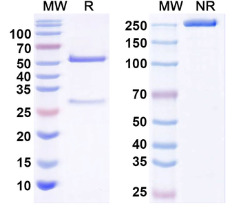 Kv2.3 K+ channel/Kv8.1 Mouse Monoclonal Antibody