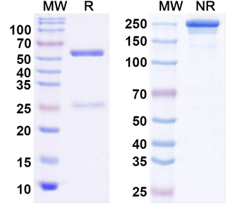 Kv2.3 K+ channel/Kv8.1 Mouse Monoclonal Antibody