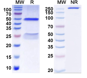ITPR Mouse Recombinant Antibody
