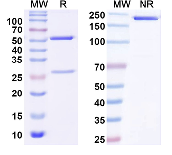ITPR Mouse Recombinant Antibody