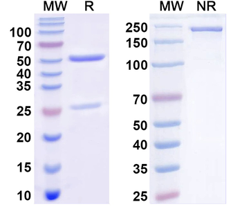 Doc2b Mouse Monoclonal Antibody