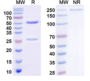 Doc2b Mouse Monoclonal Antibody