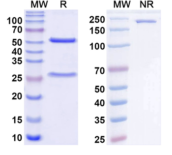 Kv3.3 K+ channel Mouse Monoclonal Antibody