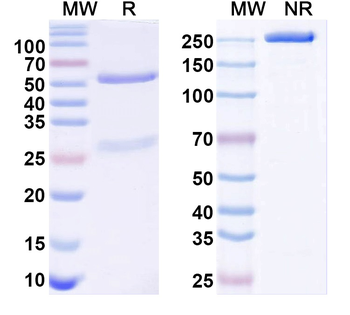 Kv3.3 K+ channel Mouse Monoclonal Antibody