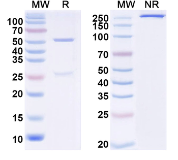 JIP-2/IB-2 Mouse Monoclonal Antibody