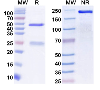 CLN3 Mouse Monoclonal Antibody