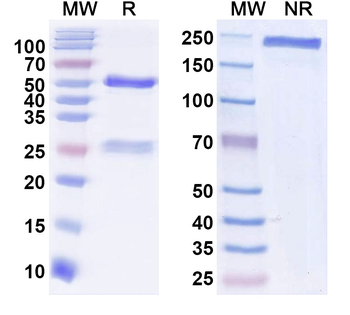 GluN2B/NR2B glutamate receptor Mouse Monoclonal Antibody