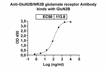 GluN2B/NR2B glutamate receptor Mouse Monoclonal Antibody