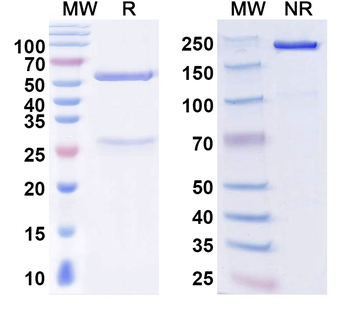 Tiam1 Mouse Monoclonal Antibody