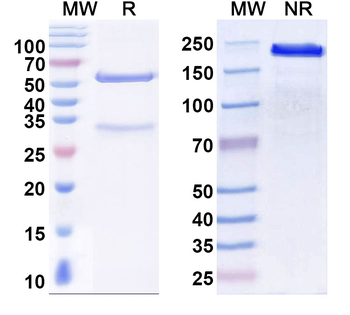 Tiam1 Mouse Monoclonal Antibody