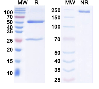 Ankyrin-G Mouse Monoclonal Antibody