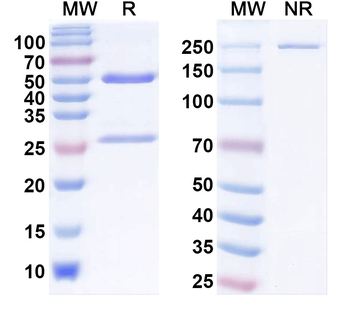 Kv1.1 K+ channel Mouse Monoclonal Antibody