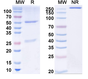 Kv1.1 K+ channel Mouse Monoclonal Antibody