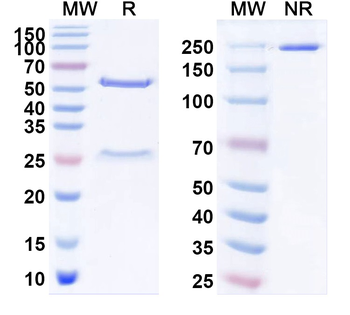 VMAT2 Mouse Monoclonal Antibody