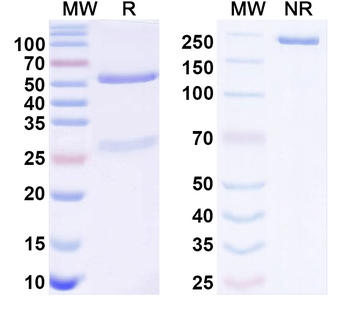 Cav1.2/1.3 Ca2+ channel Mouse Monoclonal Antibody