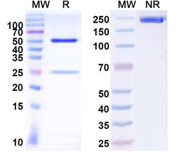 ASIC1 Mouse Monoclonal Antibody
